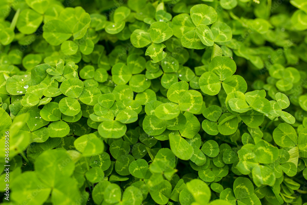 Green clover leaves on the nature as background Green clover leaves on the nature as background