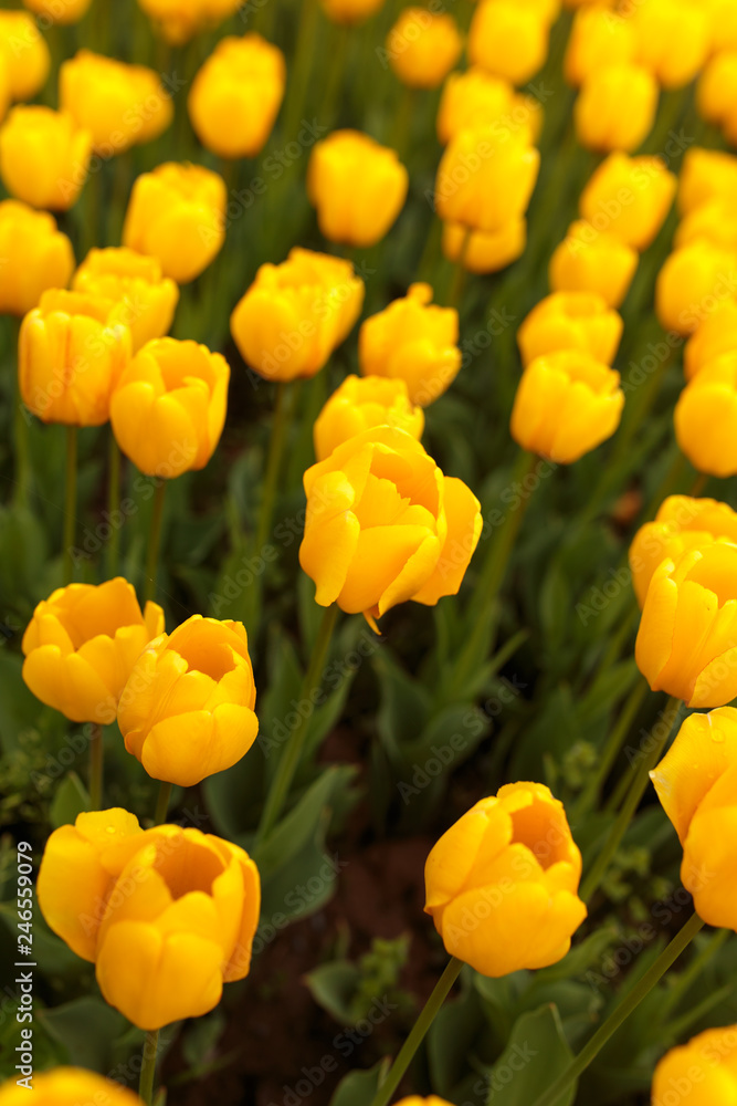 Yellow tulips in the park as background Yellow tulips in the park as background
