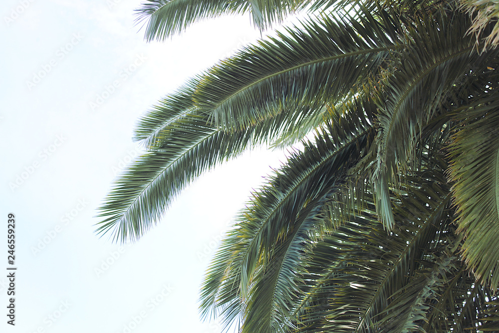 Palm tree closeup Palm tree closeup