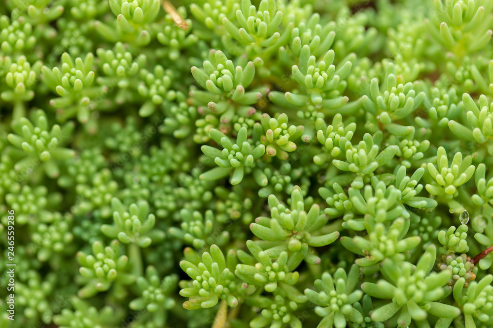Green plant covering the ground like moss Green plant covering the ground like moss