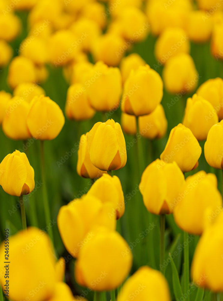 Yellow tulips in the park as background Yellow tulips in the park as background