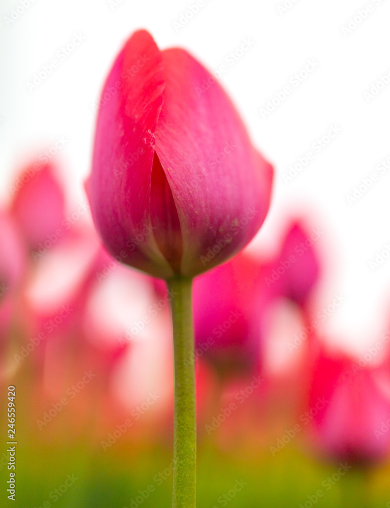 Fototapeta premium Pink tulips in the park as background