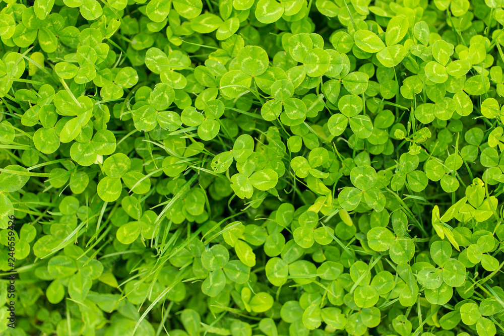 Green clover leaves on the nature as background Green clover leaves on the nature as background