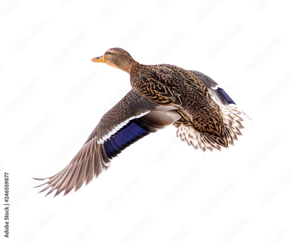 Fototapeta premium Duck in flight isolated on white background