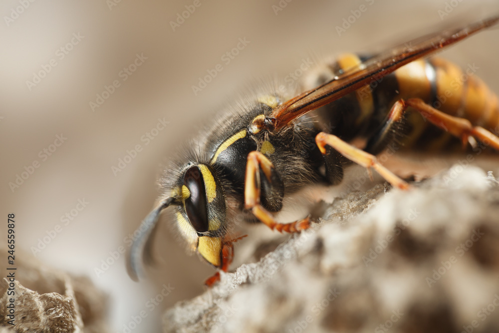 Paper wasp Paper wasp
