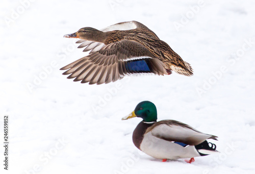 Duck in flight over white snow in winter