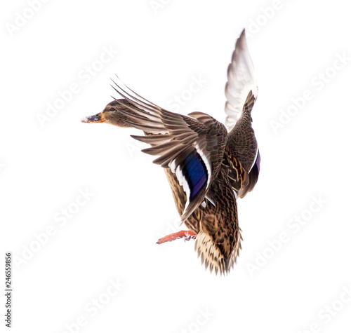 Duck in flight isolated on white background