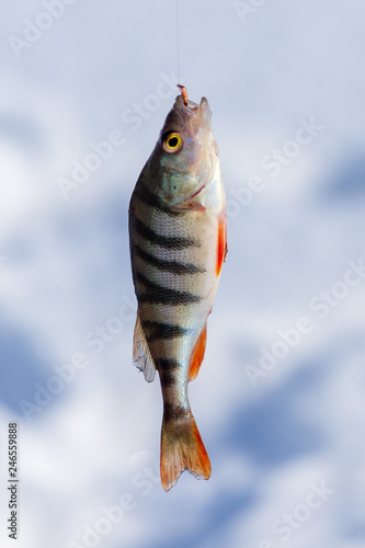 Perch caught on a bait with ice in winter