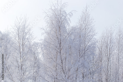 Frozen branches on a tree in the forest in winter