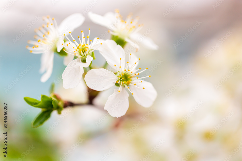 Obraz premium Flowers on the branches of cherry in spring