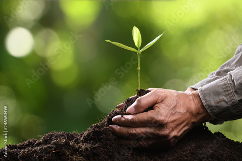 Hands holding and caring a green young plant photo