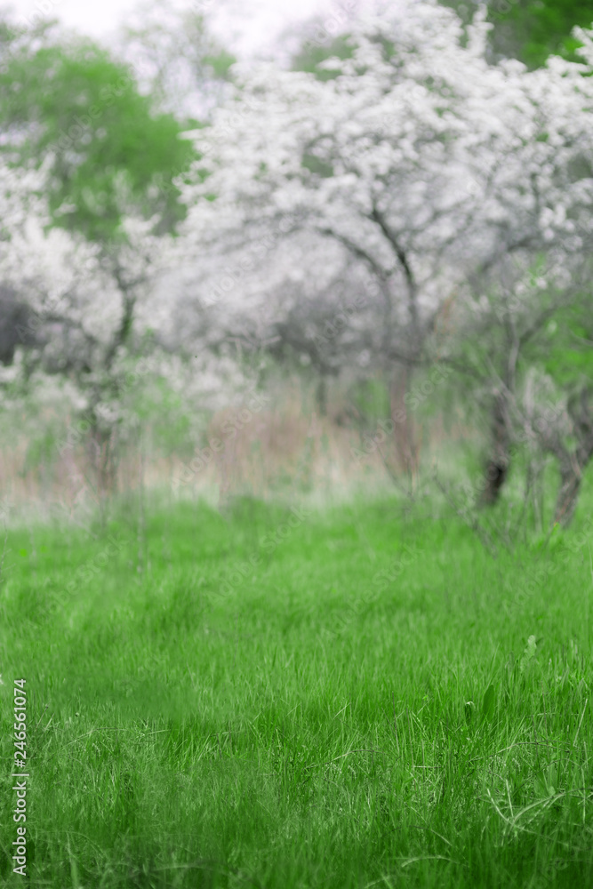 Cherry Blossoms. Beautiful spring garden. Trees and grass Cherry Blossoms. Beautiful spring garden. Trees and grass