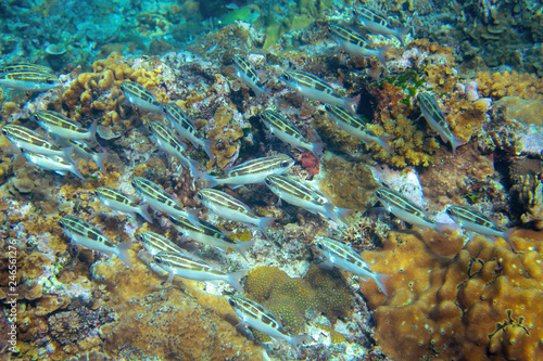 Brown wrasse fish in tropical seashore underwater photo. Coral reef fishes. Warm sea shore nature.