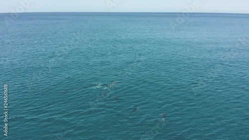 Aerial view of Common Dolphins swimming on sunny day, 4k