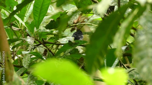 Back view of white-shouldered tanager holding non visible prey in Panama photo