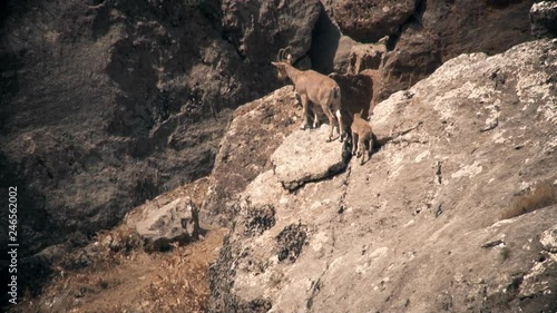 Wild goats On rocky mountain photo