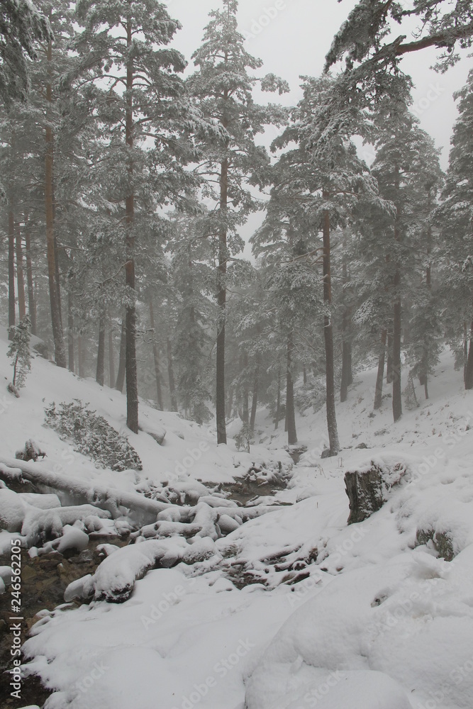 Bosque nevado