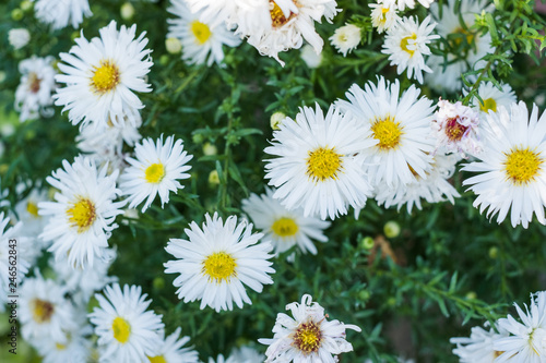 Small field daisy flower with green grass on the background.