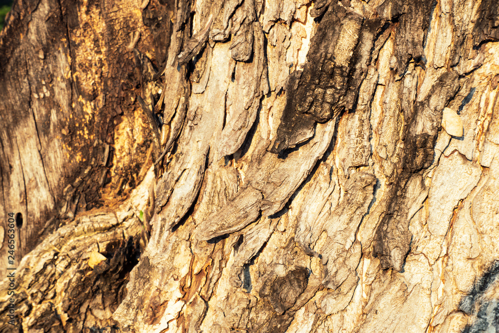 Tree bark. Wood moss. . Macro nature age background Tree bark. Wood moss. . Macro nature age background