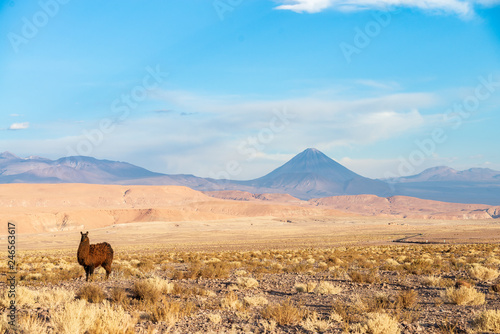 Llama in the desert