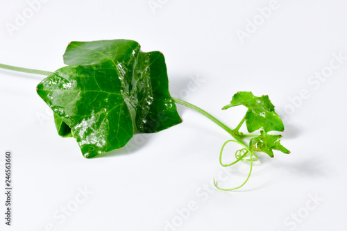 Ivy gourd Thai vegetable on white background (Coccinia grandis (L.) Voigt : science name) photo