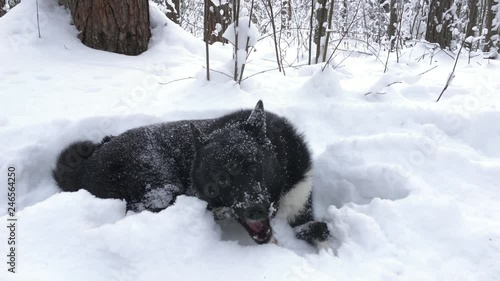 Husky chewing on a stick in the snowy forest. Animals in a free environment. photo