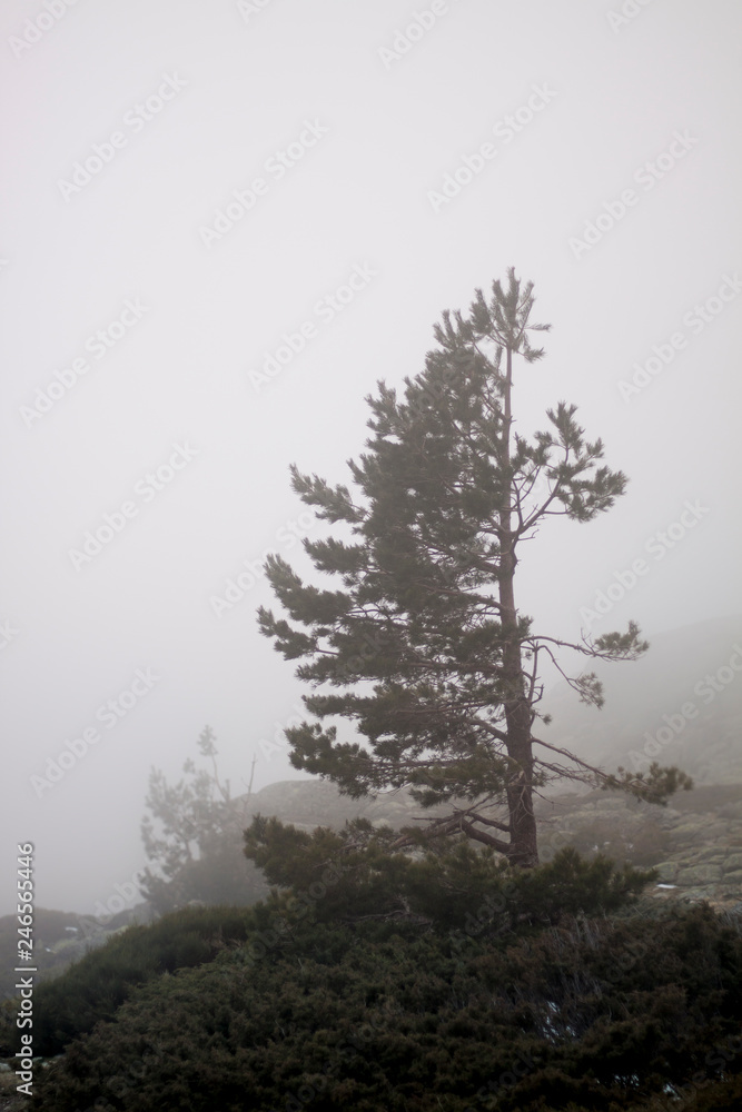 Obraz premium Niebla en Guadarrama