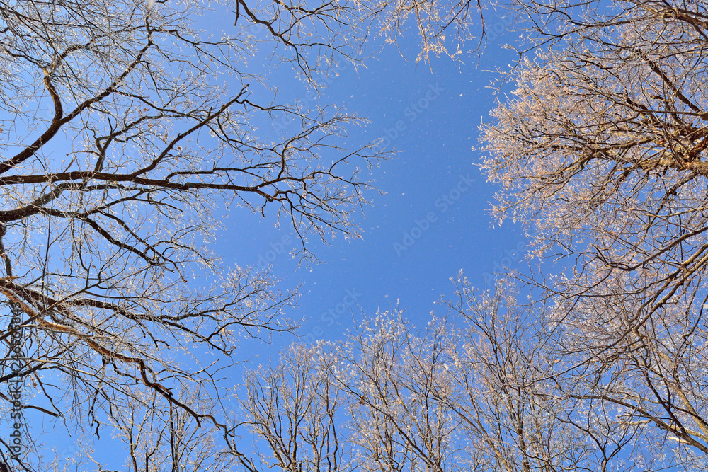 tree branches powdered with snow are folded against the blue sky in intricate shapes tree branches powdered with snow are folded against the blue sky in intricate shapes