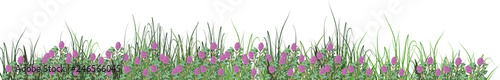 grass with clover flowers stripe isolated on white