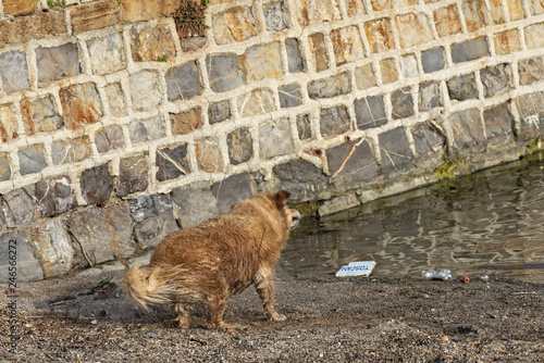 Fotografie cane che gioca