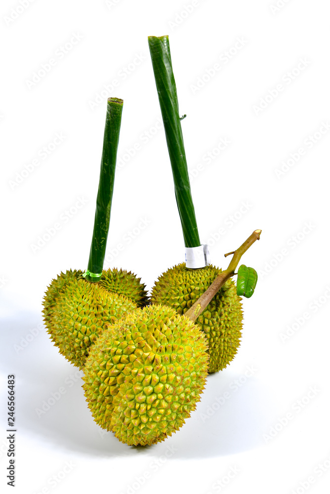 Long stem or kan yao durian Thai name king of fruits, tropical fruit on white background