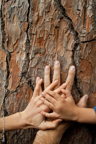 Family Tree. Family together. Friendly family. The hands of the whole family together