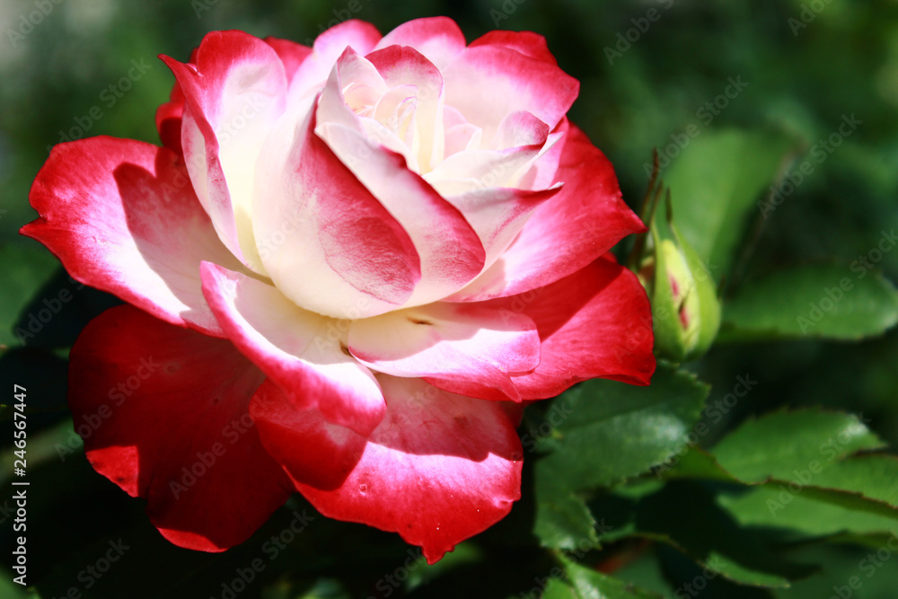 red and white rose on a background of green leaves red and white rose on a background of green leaves
