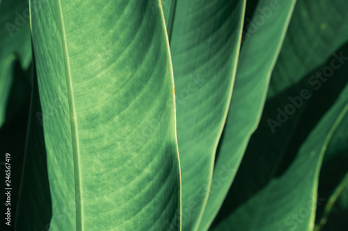 Abstract tropical green leaf textured background, large foliage, background for green nature.