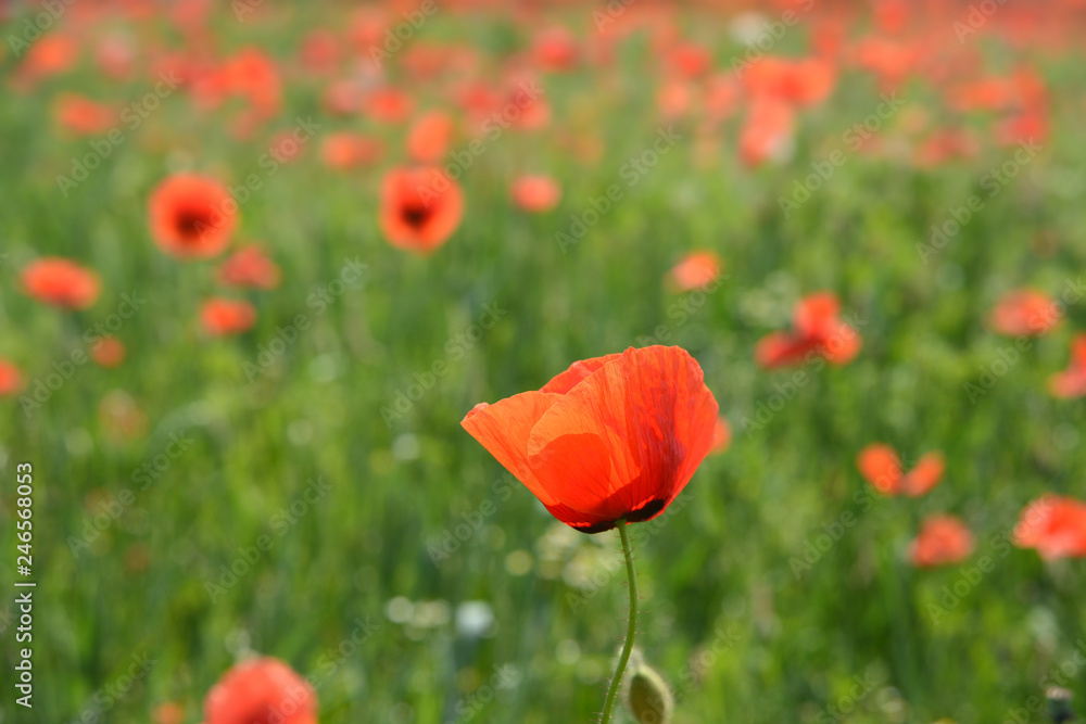 Obraz premium Landschaft 677