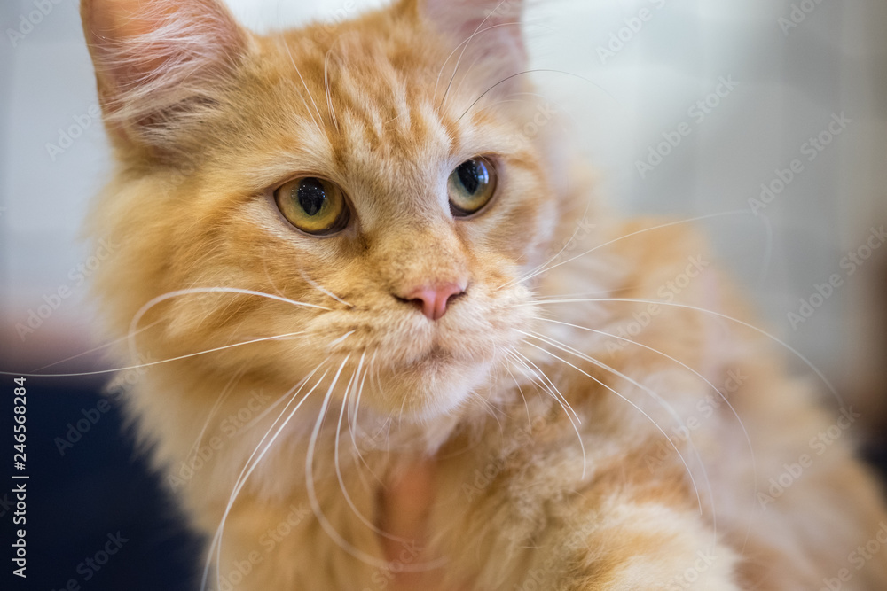 Adorable Ginger Maine Coon Cat at annual cats show Adorable Ginger Maine Coon Cat at annual cats show