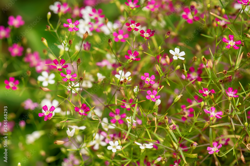 Cosmos is flowering plants in the sunflower family. Cosmos is flowering plants in the sunflower family.