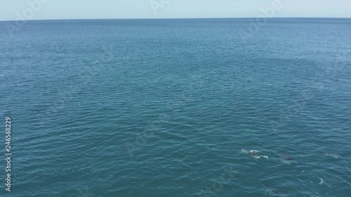 Dolphins swimming through beautiful blue ocean in New Zealand, 4k