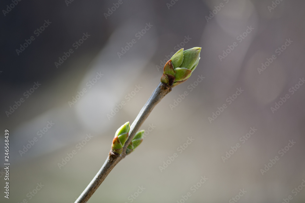 Young buds on a branch of purple lilac in early spring close-up on a blurred background. Horizontal photography Young buds on a branch of purple lilac in early spring close-up on a blurred background. Horizontal photography