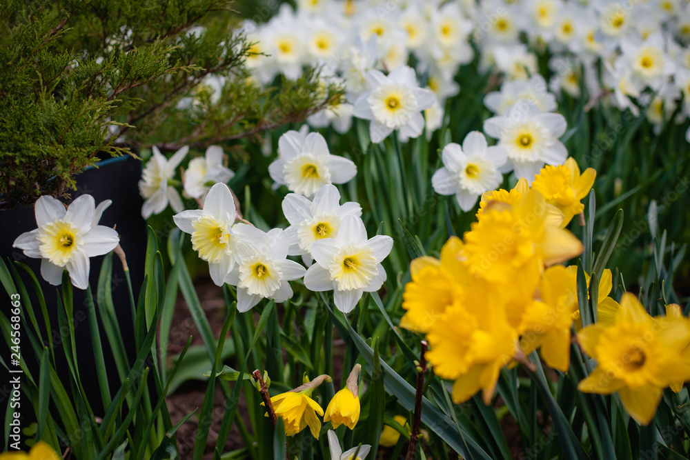 daffodils in the garden daffodils in the garden