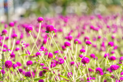 Globe Amaranth or Gomphrena globosa in the garden.