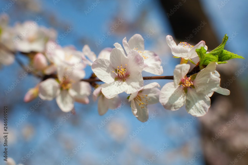 Cherry blossoms in the garden against the blue sky Cherry blossoms in the garden against the blue sky