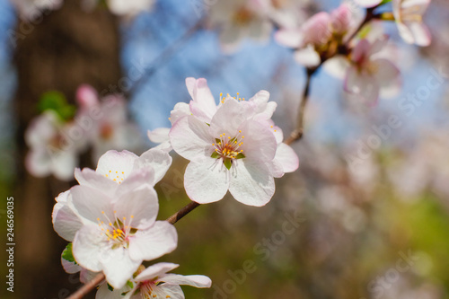 Fototapeta Naklejka Na Ścianę i Meble -  Cherry blossoms in the spring garden