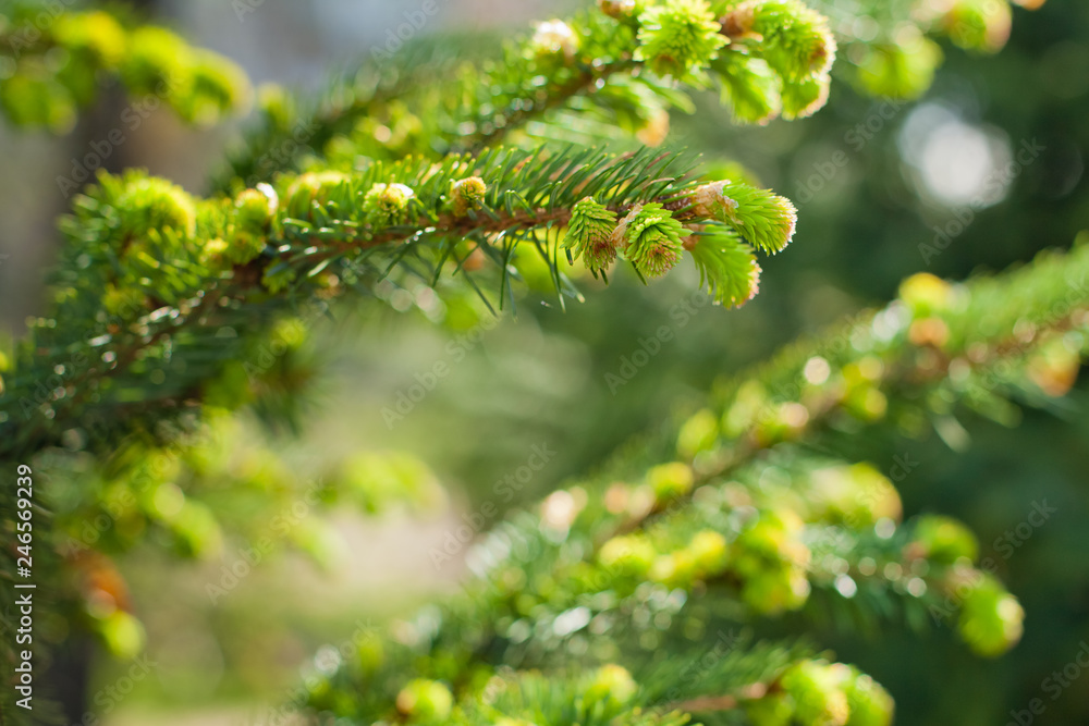 spruce branch with young needles in spring spruce branch with young needles in spring