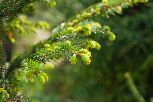 spruce branch with young needles in spring