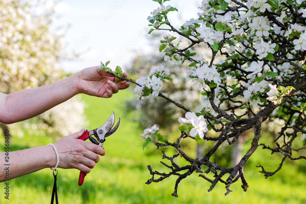 Female hands cutting branch of blooming fruit tree by pruning shears. Gardening in orchard during spring season