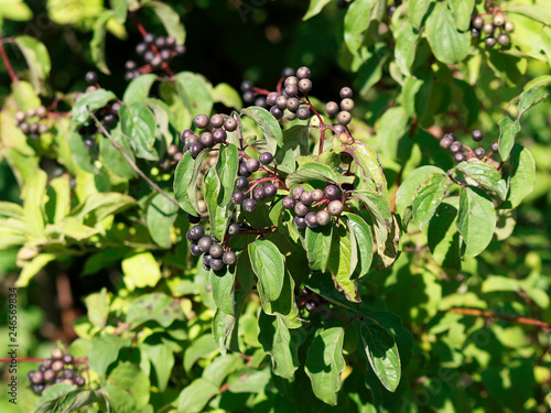 Cornus sanguinea - Fruits ou drupes du cornouiller sanguin de couleur noir bleuté à pourpre foncé