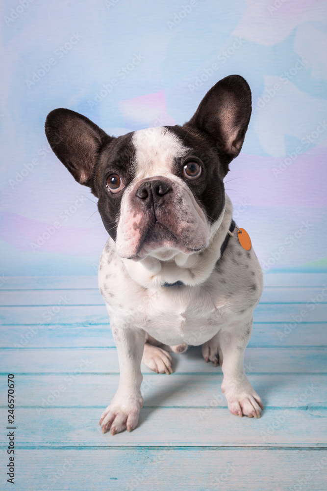 French bulldog posing over pastel background