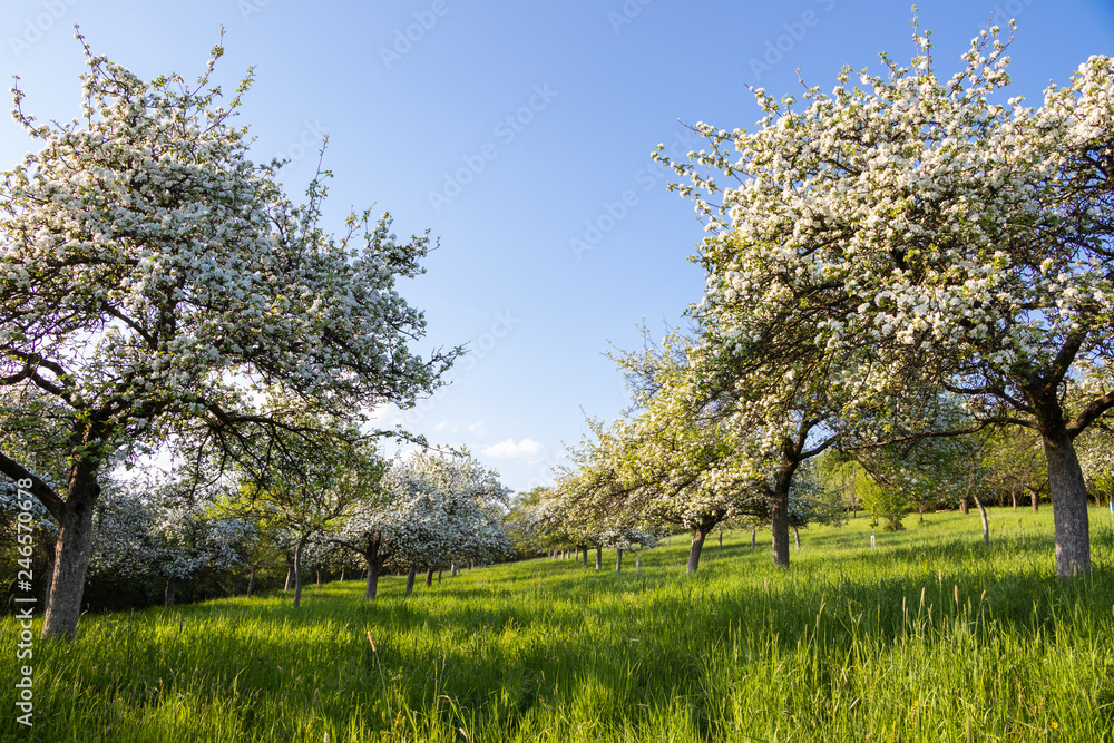 Blooming fruit trees in orchard and clear sky. Spring in garden Blooming fruit trees in orchard and clear sky. Spring in garden
