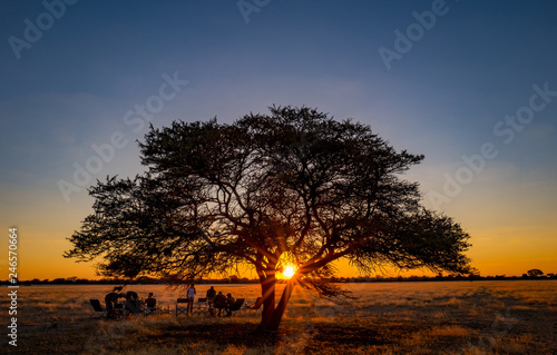 Baum in Afrika beim Sonnenuntergang 